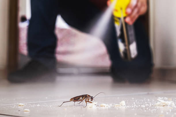 Best Flea Control Services  in Walkersville, MD